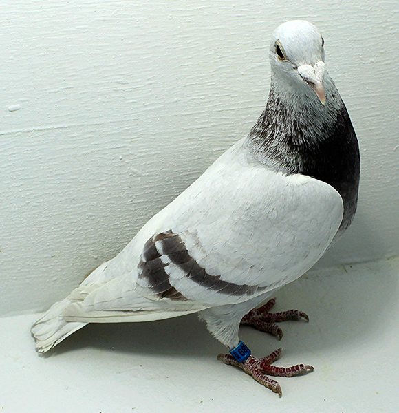 Band: 6895 IPB B 2025